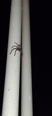 Polybetes rapidus