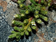 Kelleria villosa villosa