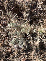 Astragalus purshii