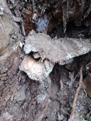 Trametes villosa