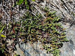 Kelleria villosa villosa