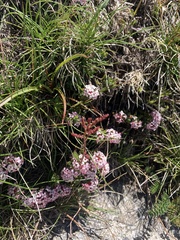 Pimelea alpina