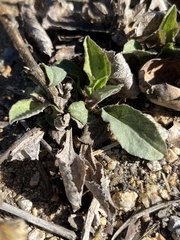 Eurybia radulina