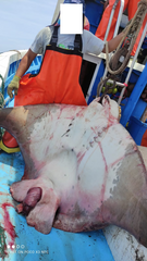 Myliobatis chilensis