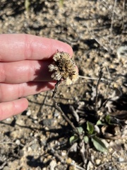 Eurybia radulina