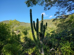 Pachycereus pecten-aboriginum