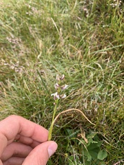 Prasophyllum suttonii