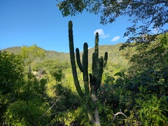 Pachycereus pecten-aboriginum