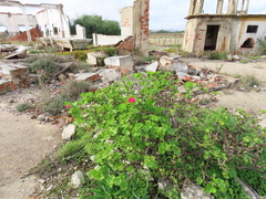 Pelargonium × hybridum