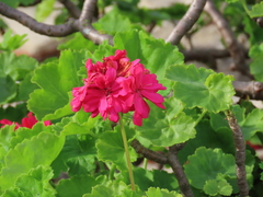 Pelargonium × hybridum
