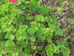 Pelargonium × hybridum