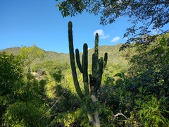 Pachycereus pecten-aboriginum