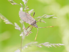 Amorbini