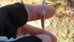 Palafoxia arida arida