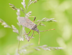Amorbini