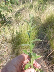 Pterocaulon redolens