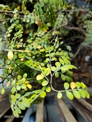 Zanthoxylum beecheyanum
