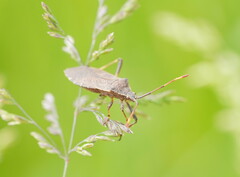 Amorbini