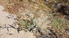 Palafoxia arida arida