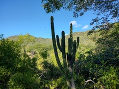 Pachycereus pecten-aboriginum