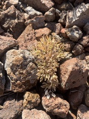Cusickiella douglasii