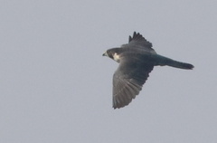 Falco peregrinus