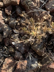 Cusickiella douglasii