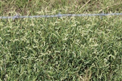 Persicaria hydropiperoides