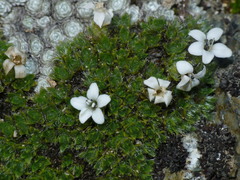 Veronica pulvinaris