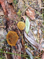 Hexagonia vesparia