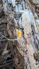 Fibroporia radiculosa