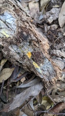 Fibroporia radiculosa