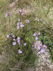 Euphrasia collina