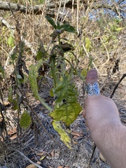 Verbesina virginica