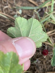 Agromyzidae