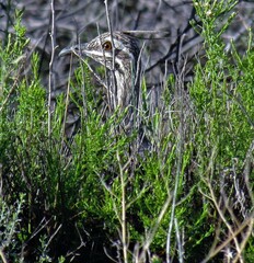 Eudromia elegans