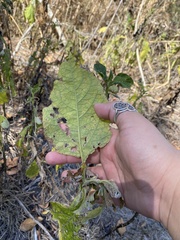 Verbesina virginica