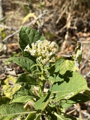 Verbesina virginica