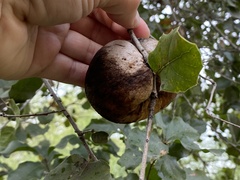 Amphibolips quercuspomiformis