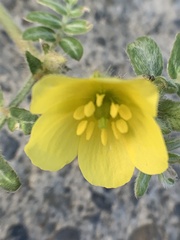 Tribulus taiwanense