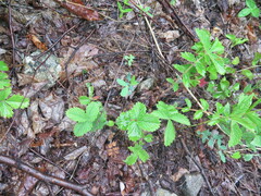 Potentilla ancistrifolia