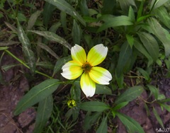 Bidens aurea image