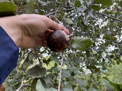 Amphibolips quercuspomiformis