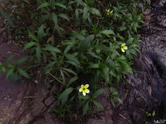 Bidens aurea image