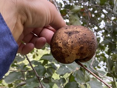 Amphibolips quercuspomiformis