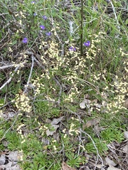 Stylidium spathulatum