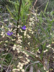Stylidium spathulatum