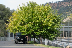 Morus nigra