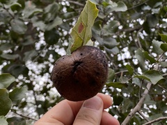 Amphibolips quercuspomiformis