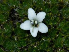 Veronica pulvinaris